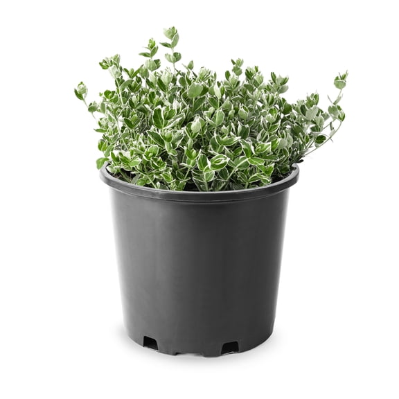 2 Gallon Euonymus Emerald Gaiety Shrub