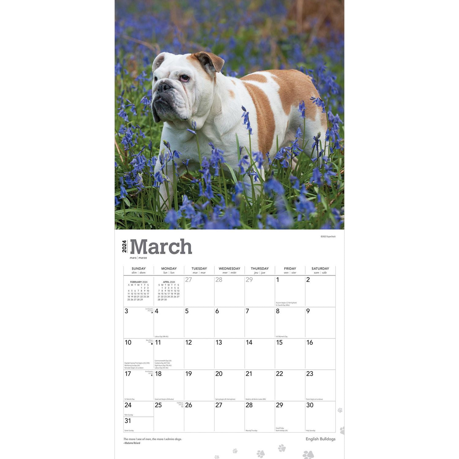 BrownTrout English Bulldogs 2024 12x24 Inch Square Wall Calendar, 9781975462017