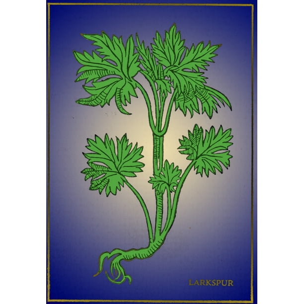 Larkspur Alchemy Plant Rolled Canvas Art Science Source