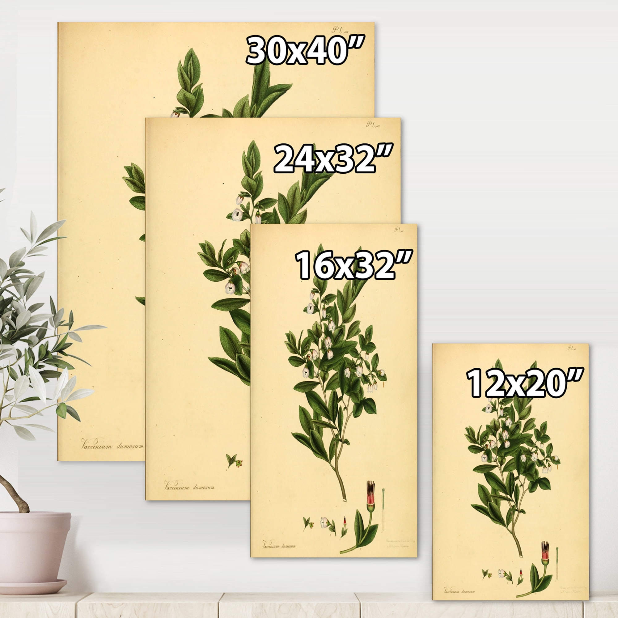 Designart ' Ancient Plant Life XXV ' Traditional Canvas Wall Art Print