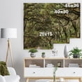 thumbnail image 5 of Design Art - Live Oak Tunnel, 5 of 5