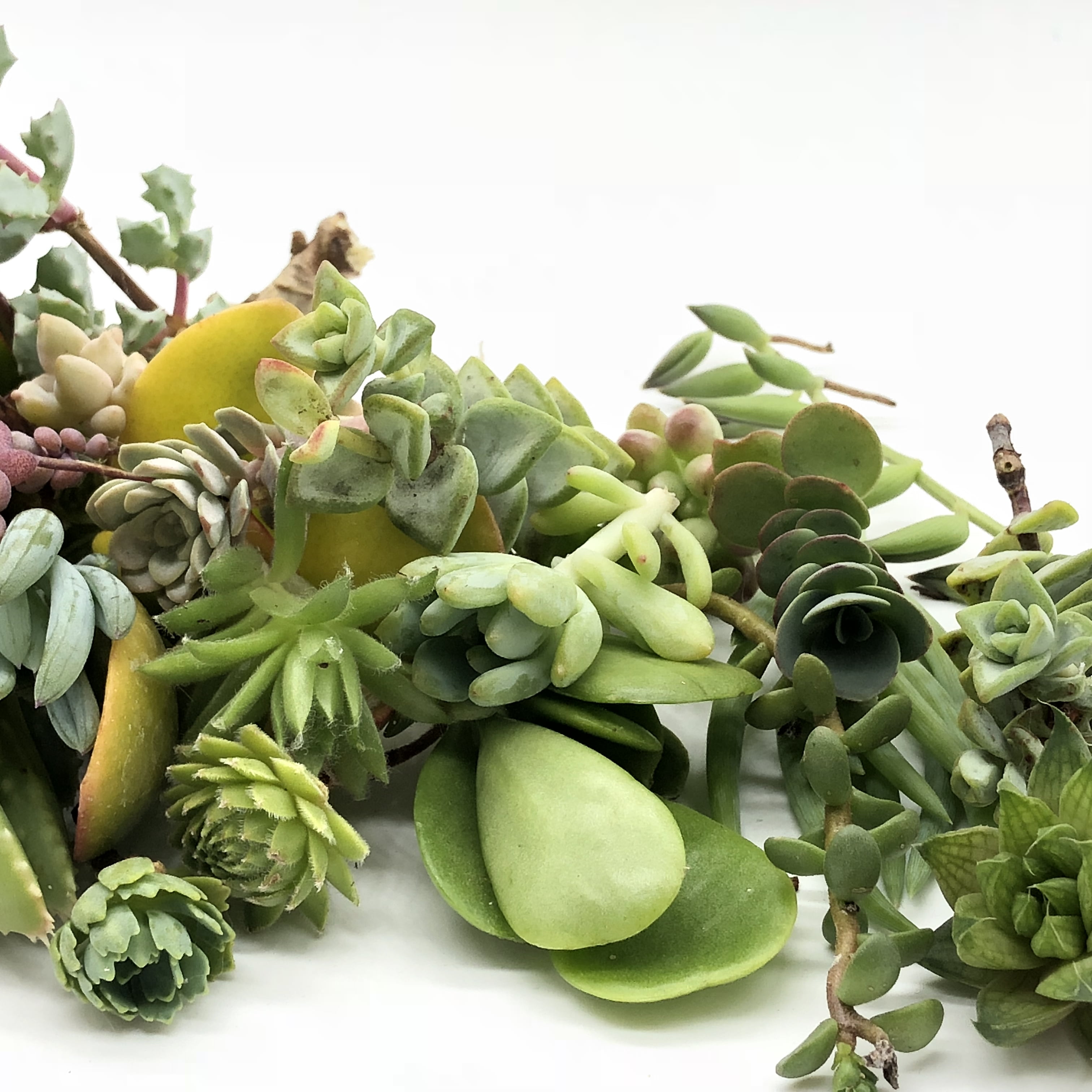 GEN Garden Assorted Color Premium Succulent Live Plants in Pot (40 Count)
