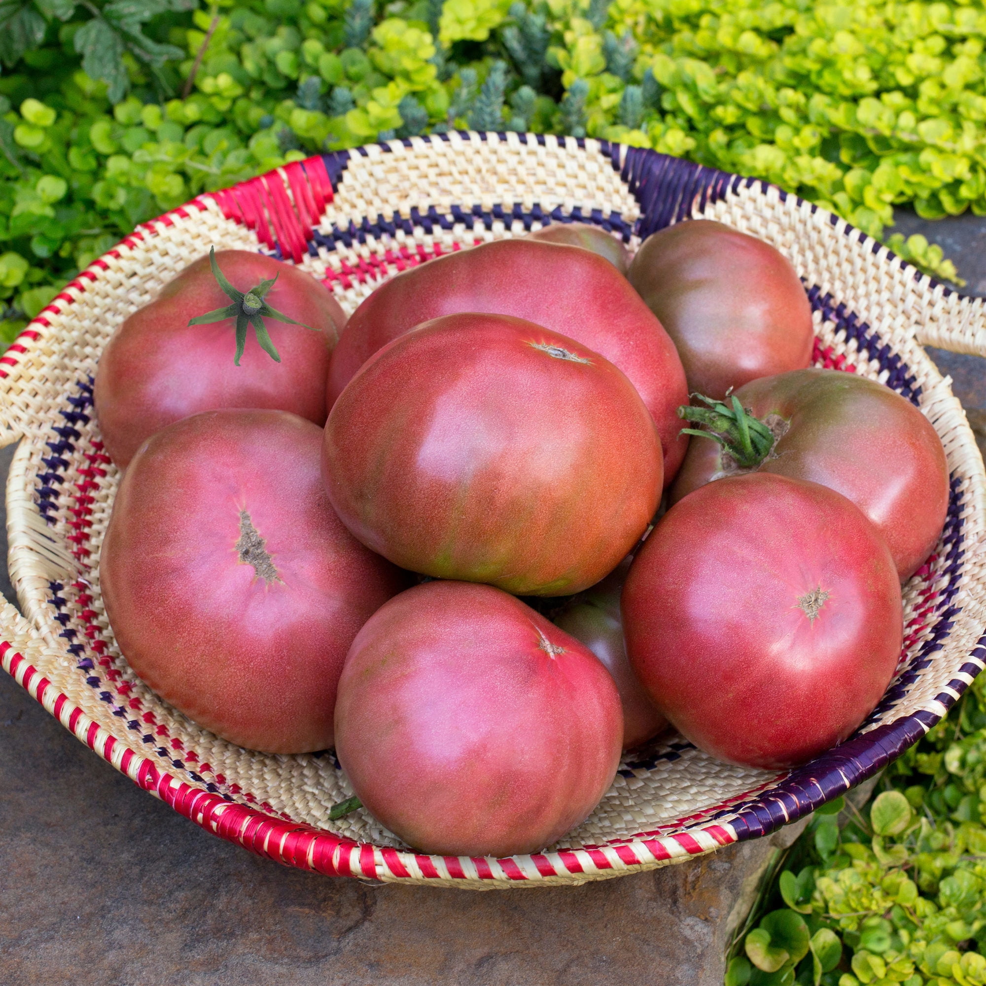 Bonnie Plants Cherokee Purple Tomato 19.3 oz. 2-pack