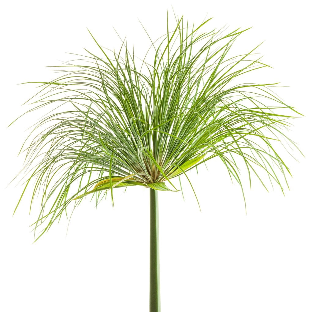 Proven Winners Cyperus Prince Tut Papyrus Grass 1.5 Pint for Full to Partial Sun