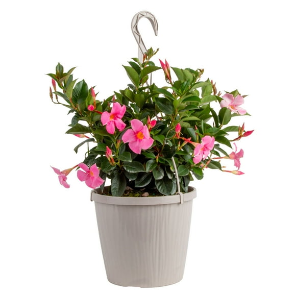Island Blooms 24" Mandevilla Live Outdoor Plant in 10" Hanging Pot
