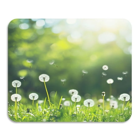 

Diatom Mud Drain Pad 15.7X11.8 Inch Dish Drying Mats Magical Mat Magic Mat Kitchen Drain Mat Coffee Drain Mat Table Drain Mat A Lawn Dandelion