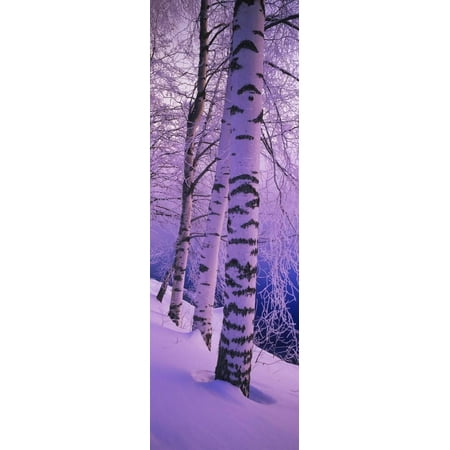 - Birch Trees at the Frozen Riverside, Vuoksi River, Imatra, Finland Print Wall Art By Panoramic Images