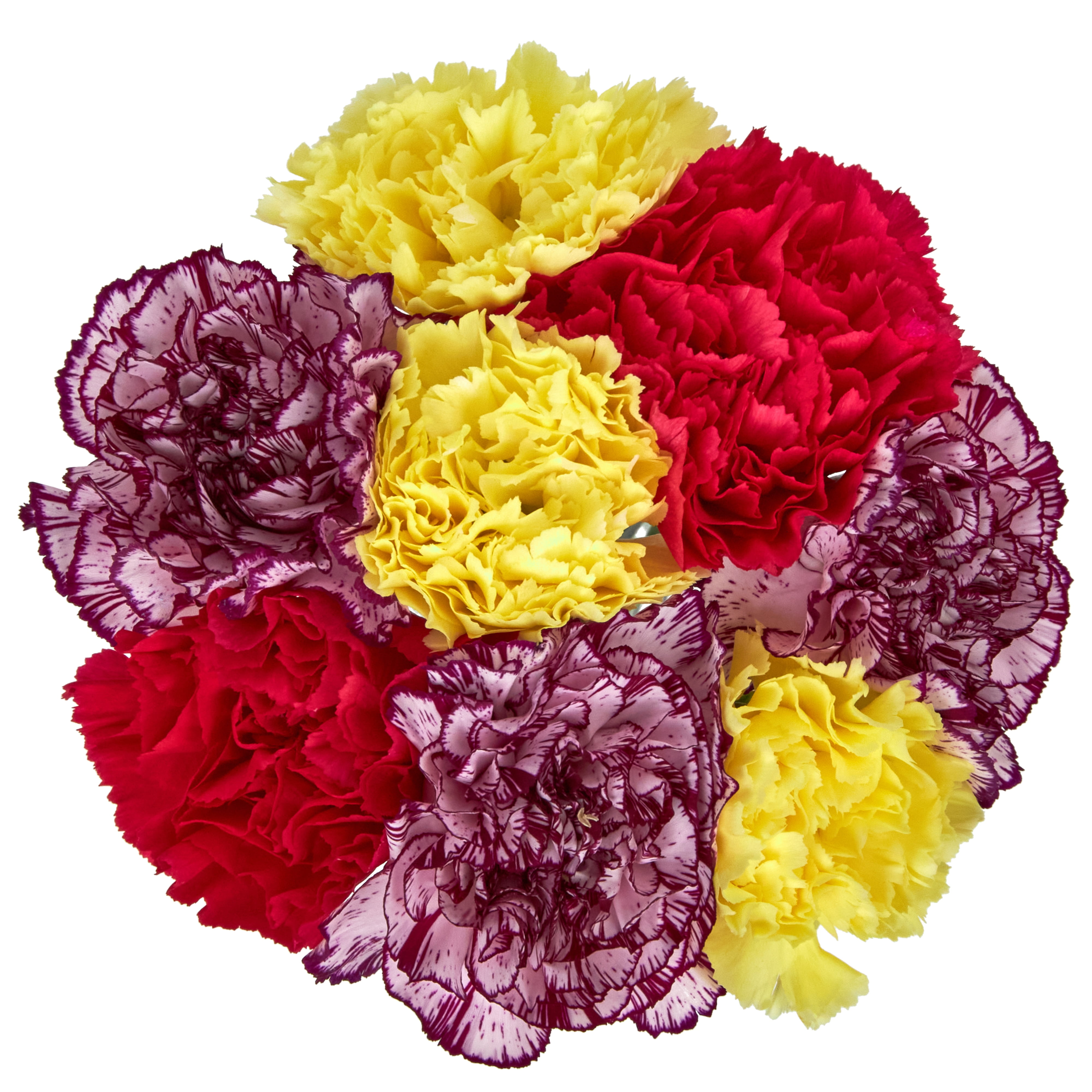 Fresh-Cut Rainbow Carnations Flower Bunch, Minimum 8 Stems, Colors Vary 