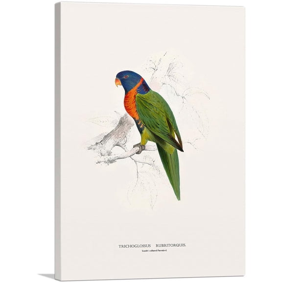 ARTCANVAS Scarlet-Collared Parakeet Canvas Art Print by Edward Lear - Size: 18" x 12" (1.50" Deep)