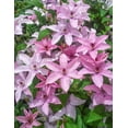 thumbnail image 4 of Clematis Hagley Hybrid - Live Plant in a 4 Inch Growers Pot - Clematis 'Hagley Hybrid' - Starter Plants Ready for The Garden - Beautiful White and Purple Flowering Vine, 4 of 5