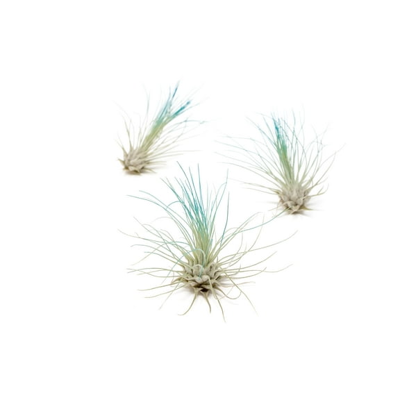 Teal Blue Colorful Tillandsia Air Plants - Long Lasting Color Enhanced Live Tillandsia Succulent House Plants - Home and Garden Decor - Easy Care Indoor and Outdoor (Argentea Thin, Pack of 3)