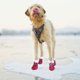 thumbnail image 2 of EeaseMX piezas de zapatos de nieve para perros de moda, de invierno, con protección para las patas, antideslizantes., 2 of 7