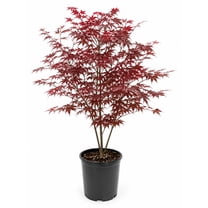 Japanese Maple Tree Design Bloodgood Japanese Maple Tree in 3-Gallon Pot for Ornamental Gardens ...