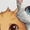 White, variant on Cartoon Cat T Shirts for Women Short Sleeve Cotton Crewneck T-Shirt Cute Animals Focus Tee Tops Casual Basic T-Shirts, XS-5XL White S
