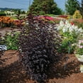 thumbnail image 2 of Jumbo Pint Panther Ninebark (Physocarpus) Live Shrub, Pink Flowers, 2 of 9