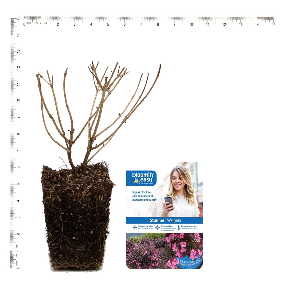 Van Zyverden Weigela Stunner™ 4" Potted Rocketliners® 1 Plant Pink Full Sun Pollinator 2 lb