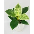 thumbnail image 2 of Philodendron Birkin Variegata - Live Air-Purifying Indoor Plant in Nursery Pot – Easy Care, Low Maintenance Houseplant for Home & Office Decor, Natural Air Cleaner, Best for Beginners (6"Pot), 2 of 11