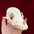 thumbnail image 4 of Clóset de taxidermia con calavera de animal real y gato para regalo científico, 4 of 8