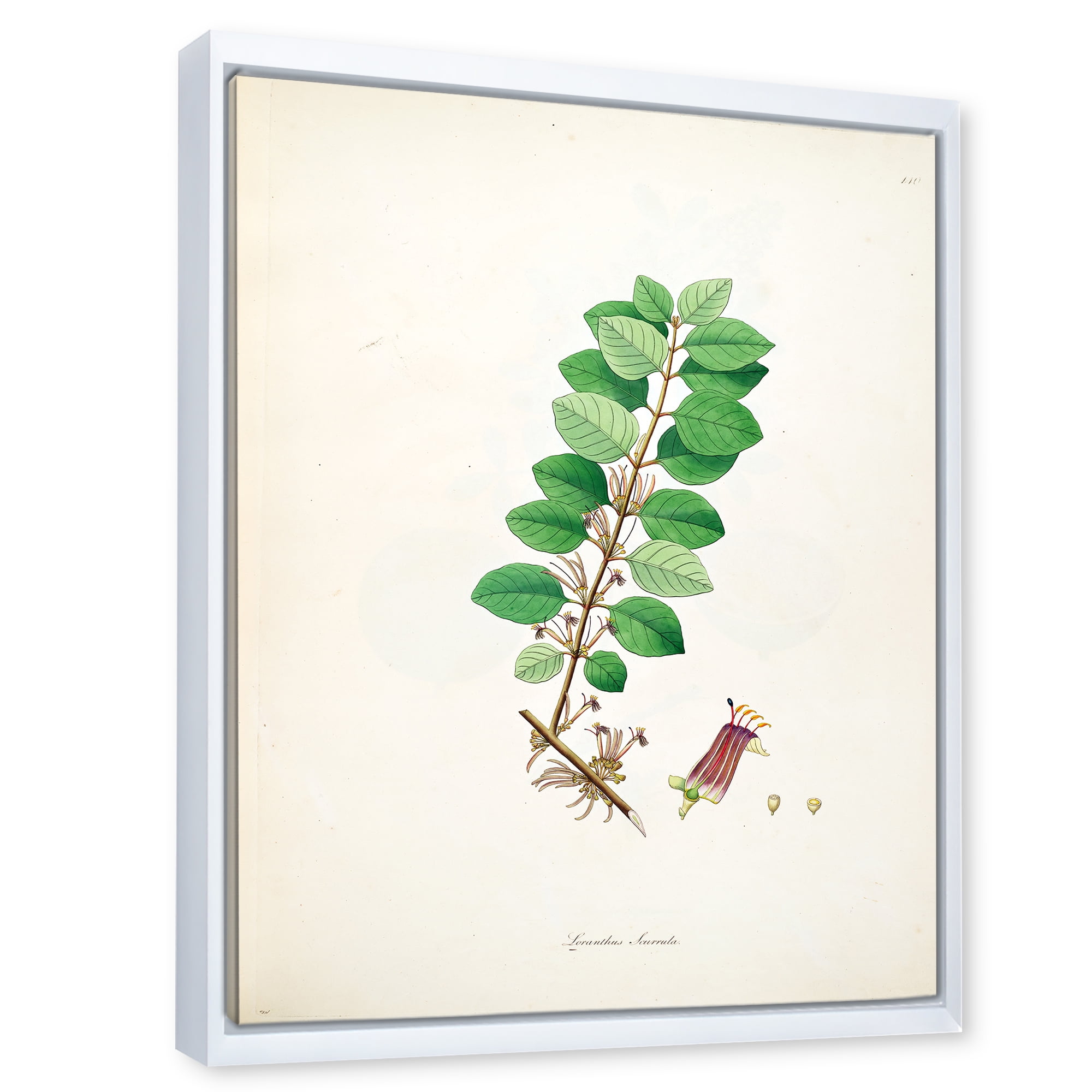 Designart 'Ancient Plant Life XVII' Farmhouse Framed Canvas Wall Art Print