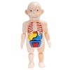 Kid DIY 3D Human Body Anatomy Model Puzzle Assembled Educational Toys Kit