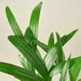 thumbnail image 3 of Areca Palm Live Plant for Indoor | Different Houseplants in 4'' & 6'' Pot | Real House Plant for Living Room, Office, Desk & Bathroom | Dypsis lutescens | Butterfly Palm, 3 of 6