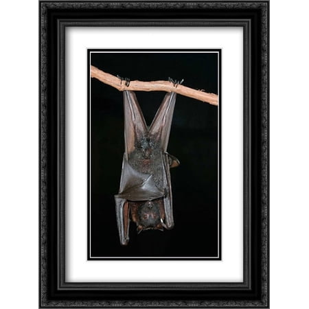 Large Flying Fox roosting, Michigan 2x Matted 18x24 Black Ornate Framed Art Print by Gettle, Steve