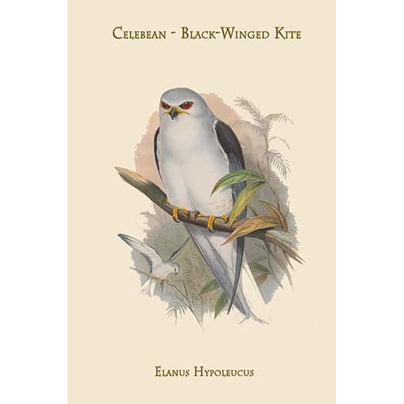 Elanus Hypoleucus - Celebean - Black-Winged Kite-Fine Art Canvas Print (20" x 30")