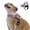 Baby Pink, variant on Dog Friendly Co Chafe Resistant Webbing, Adjustable Neck & Chest, and Heavy Duty D-Ring Dog Harness, Hi-Vis Orange, X-Large