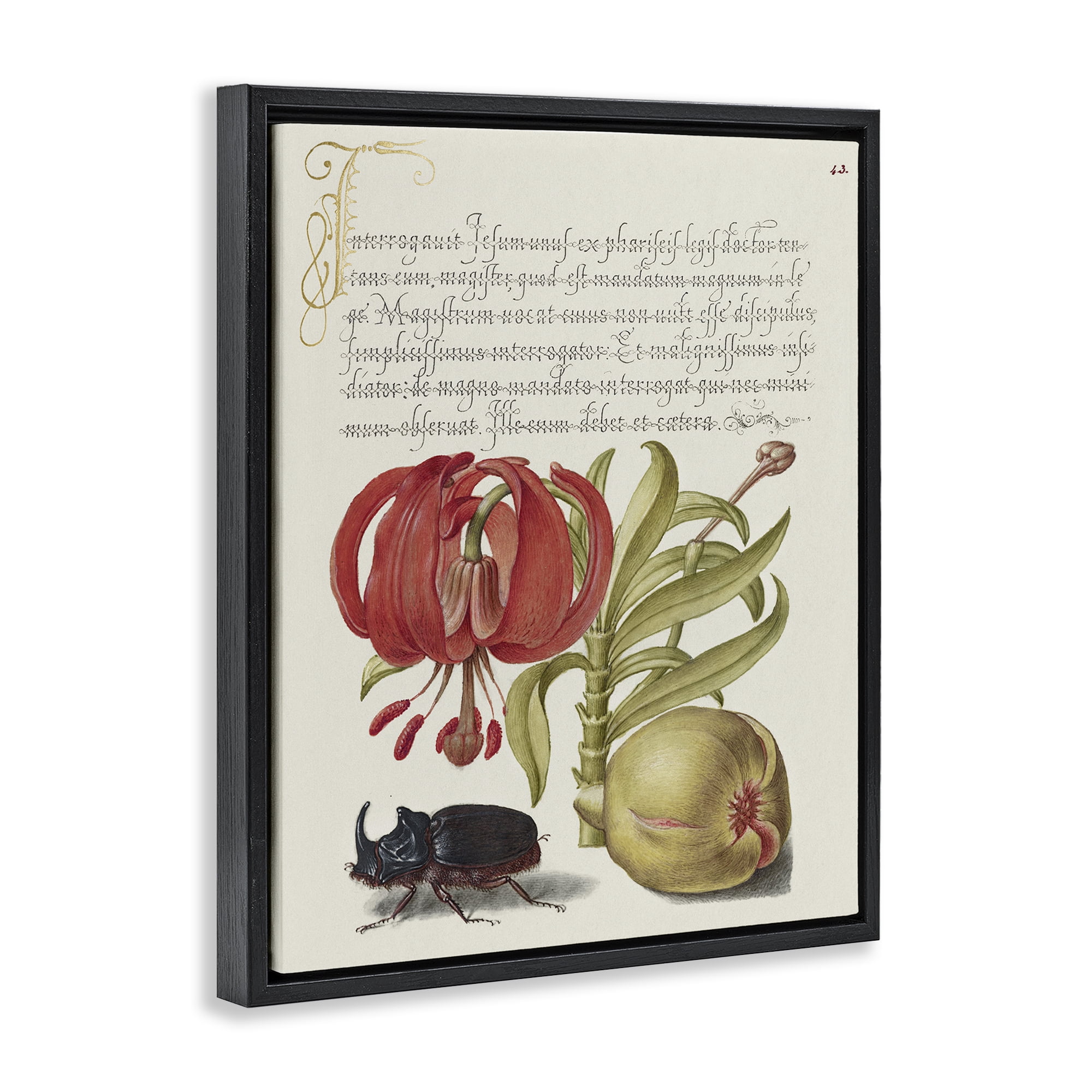 Stupell Industries Vintage Flora & Fauna Text & Numbers Painting Black Floater Framed Canvas Art Print Wall Art, 25 x 31