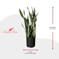 thumbnail image 3 of Andersen Farms Sansevieria Laurentii Live Plant Indoor/Outdoor in 10 in Plastic Grower Pot, 3 of 4