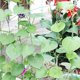 thumbnail image 5 of Plantas de jardín, redes de enrejado compatibles con plantas de trepadoras de 2,7x1,8 metros Afortunado Sencillez, 5 of 5
