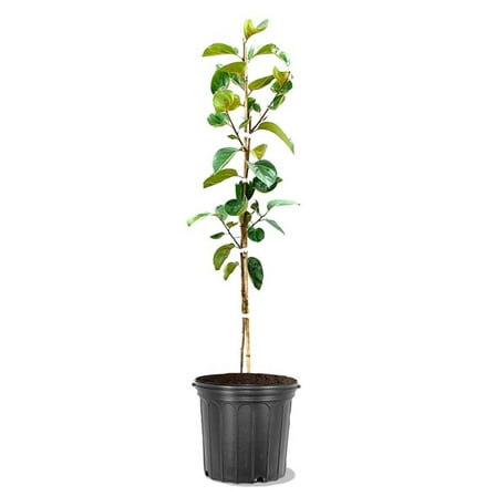 Expert Gardener 3-4 ft tall Fuyu Jiro Persimmon Live Tree in 7-Gallon Grower Pot