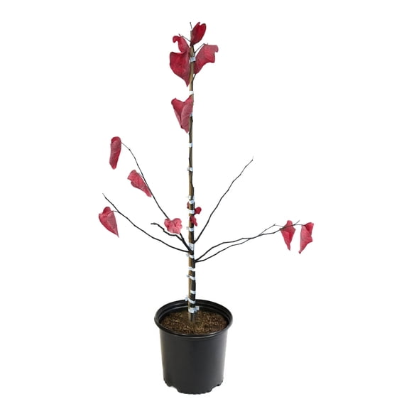 National Plant Network 2 gal. Redbud Hearts A Fire Tree