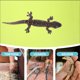 thumbnail image 5 of Alfombra reptile leopardo sustrato de reptiles de sustrato de terrario accesorios de tanque de gecko, 5 of 5