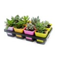 thumbnail image 2 of Maceta de plástico con 8 orificios, bandeja para semillas de plantas suculentas, suministros para guardería y jardín JShteea  El nuevo, 2 of 6
