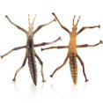 thumbnail image 1 of 2Pcs Simulation Stick Insects Model Educational Insects Statue Insect Recognition Models, 1 of 3