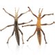 thumbnail image 1 of 2Pcs Simulation Stick Insects Model Educational Insects Statue Insect Recognition Models, 1 of 3