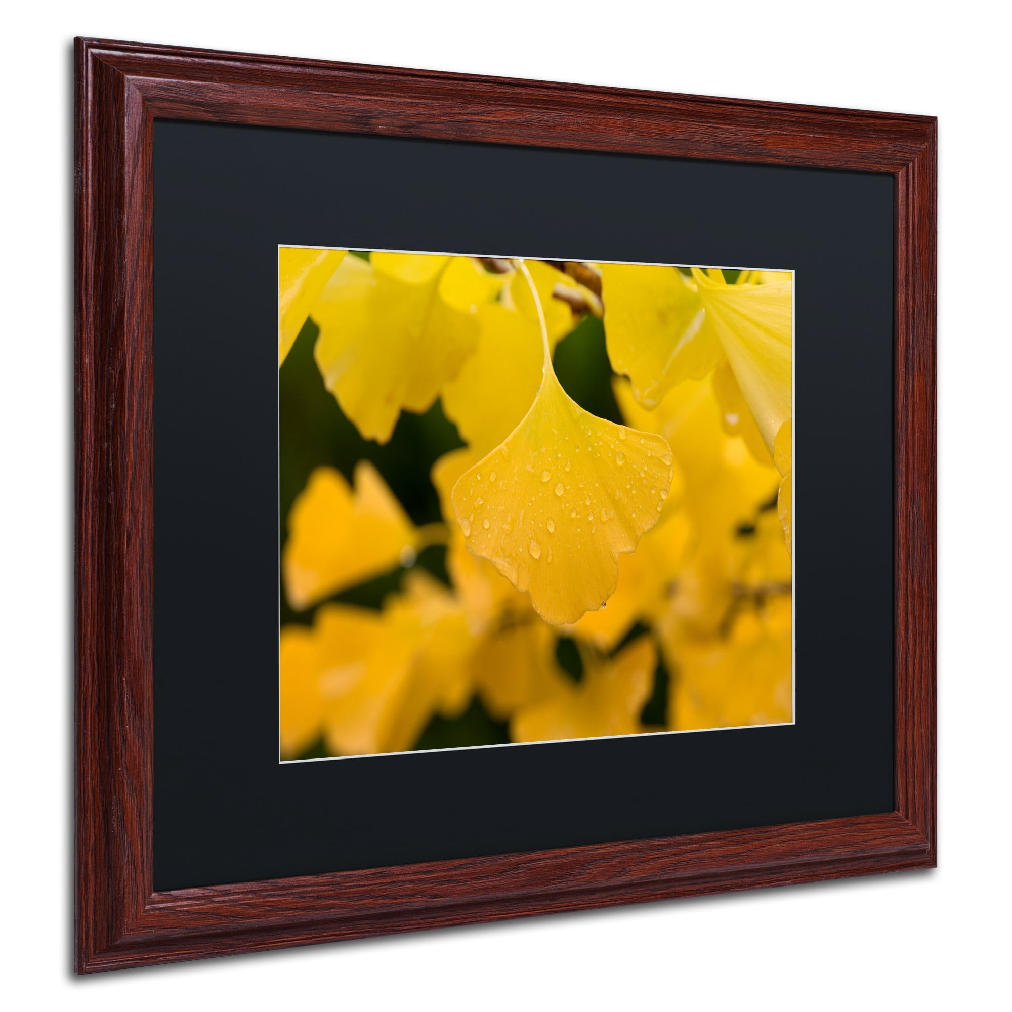 Trademark Fine Art "Ginkgo in the Rain" Canvas Art by Philippe Sainte-Laudy Black Matte, Wood Frame
