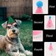 thumbnail image 3 of Set de gorros de cumpleaños para perros Cellcacn, tamaño pequeño, 9,5 cm, 20 unidades, ajustables, 3 of 7