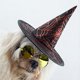 thumbnail image 1 of Sombrero con aros para perro, accesorio decorativo para fiestas navideñas, estampado divertido, novedad de 2024, 1 of 3