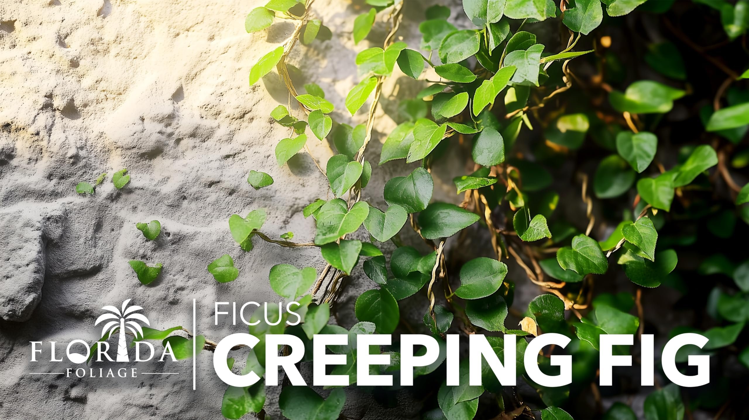 Creeping Fig Vine  10 Live Plants  Ficus Pumila  Fast-Growing Ground Cover  Evergreen Climbing Vine for Walls & Trellises