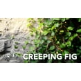 thumbnail image 3 of Creeping Fig Vine  30 Live Plants  Ficus Pumila  Fast-Growing Ground Cover  Evergreen Climbing Vine for Walls & Trellises, 3 of 9