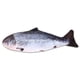 thumbnail image 1 of Acaricie el juguete eléctrico del pez del juguete de la simulación de los pescados de los pescados de la simulación del juguete del gato del juguete del animal doméstico, 1 of 6
