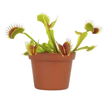 Altman Plants 3.5" Venus Fly Trap Live Plant with Grower Pot