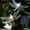White, variant on Dragonfly Solar String Lights Outdoor, 16.4ft 20 LED Waterproof Fairy Lights Decorative Lighting for Indoor Outdoor Home Garden Lawn Fence Patio Party and Holiday Decorations