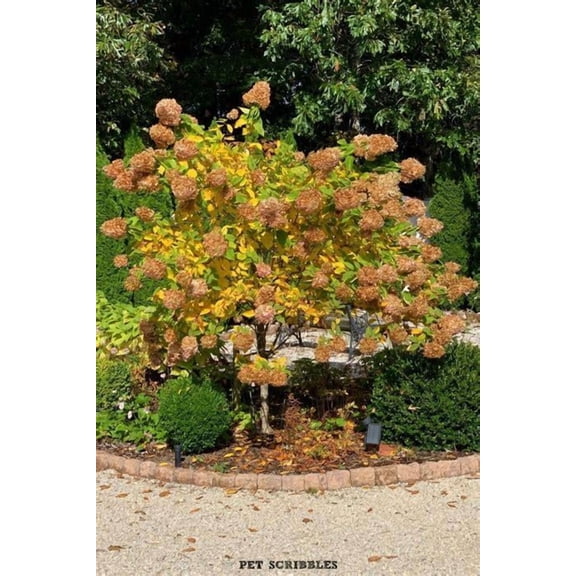 Limelight Panicle Hydrangea–Deciduous Shrub–Stunning Lime–Green Blooms  3 Gallon