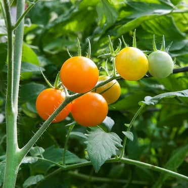 Sunsugar Tomato Plant - One of the Sweetest in the World! - 4" Pot