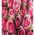 thumbnail image 3 of Ambesonne Rose Duvet Cover Set, Fresh Soft Bridal, King, Pink Pale Green, 3 of 3