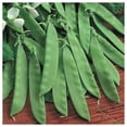 thumbnail image 3 of Everwilde Farms - 1/4 lb Oregon Sugar Pod II Pea Seeds - Gold Vault Bulk Seed Packet, 3 of 3