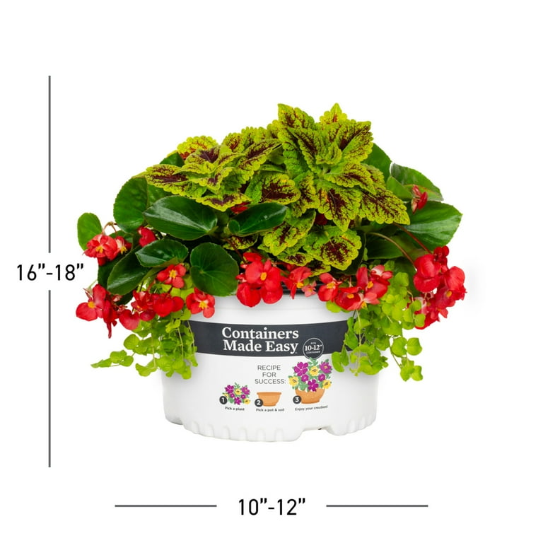 専用おまとめ　Begonia 他6点同梱宅配便発送 Better Homes & Gardens 1.5gal Multicolor Begonia Coleus Annual